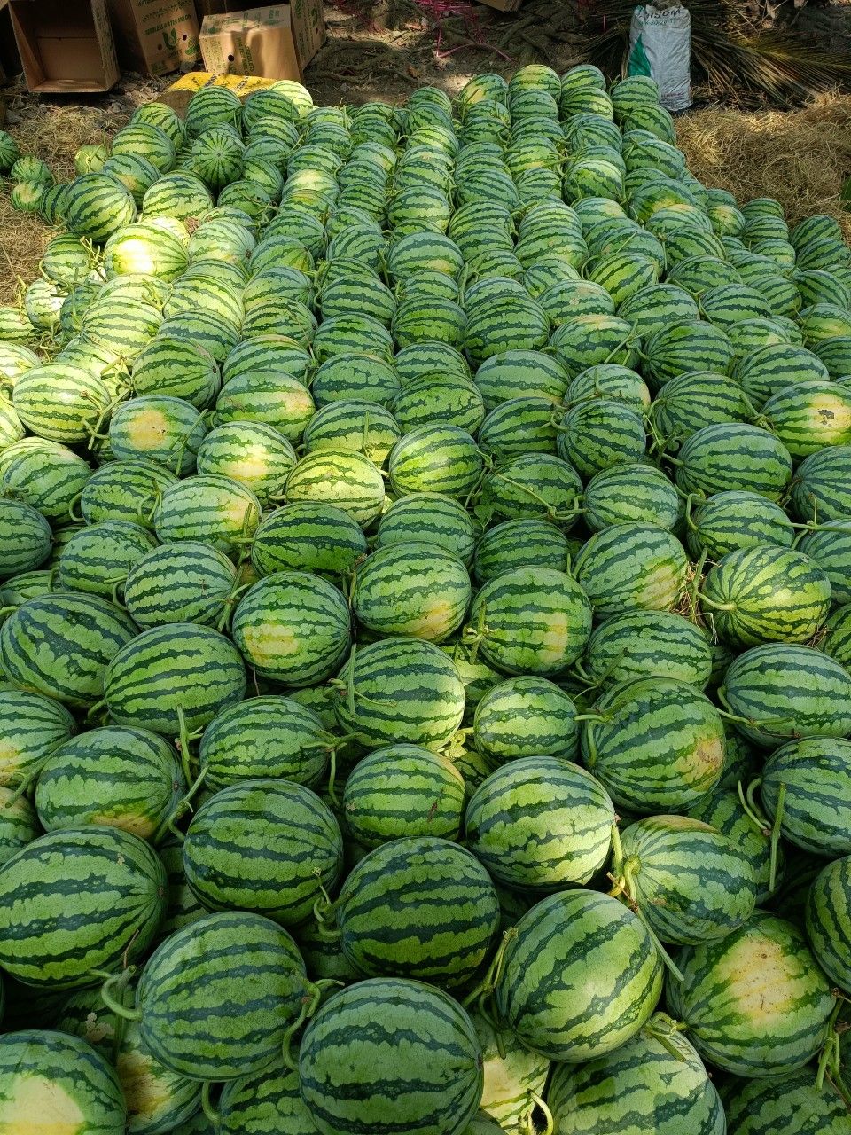 WATERMELON