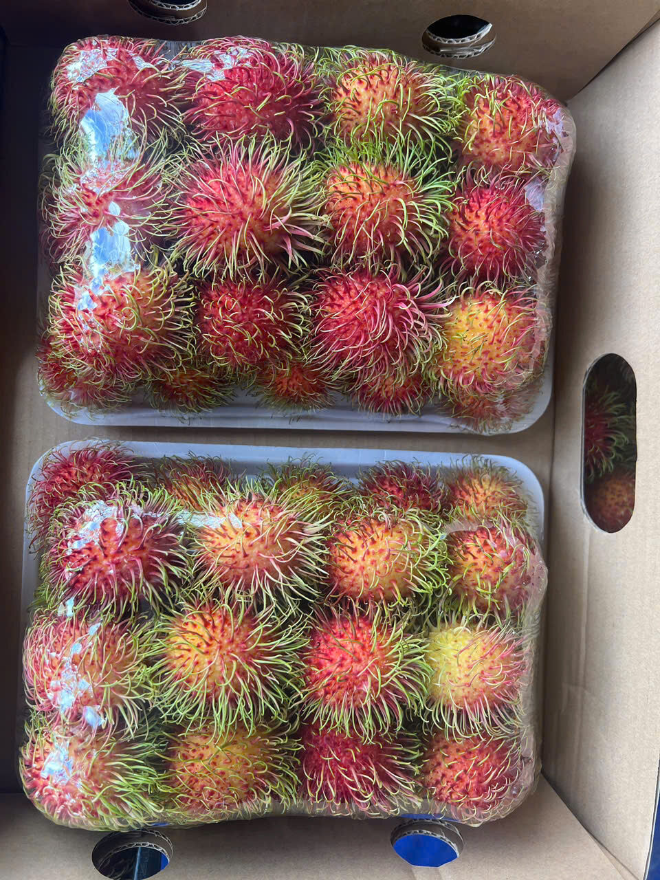 RAMBUTAN