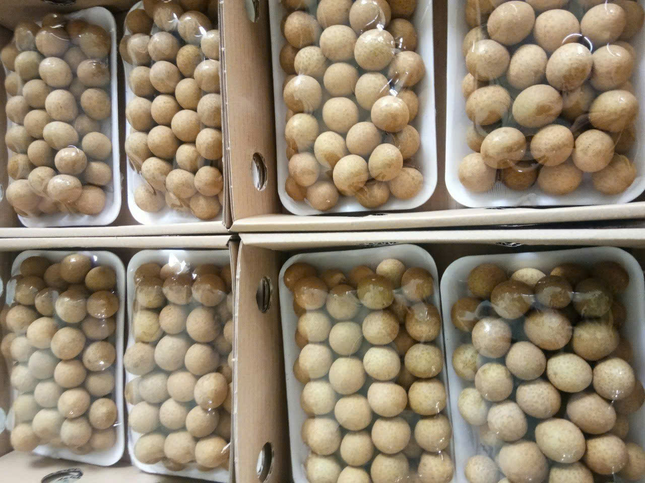 LONGAN