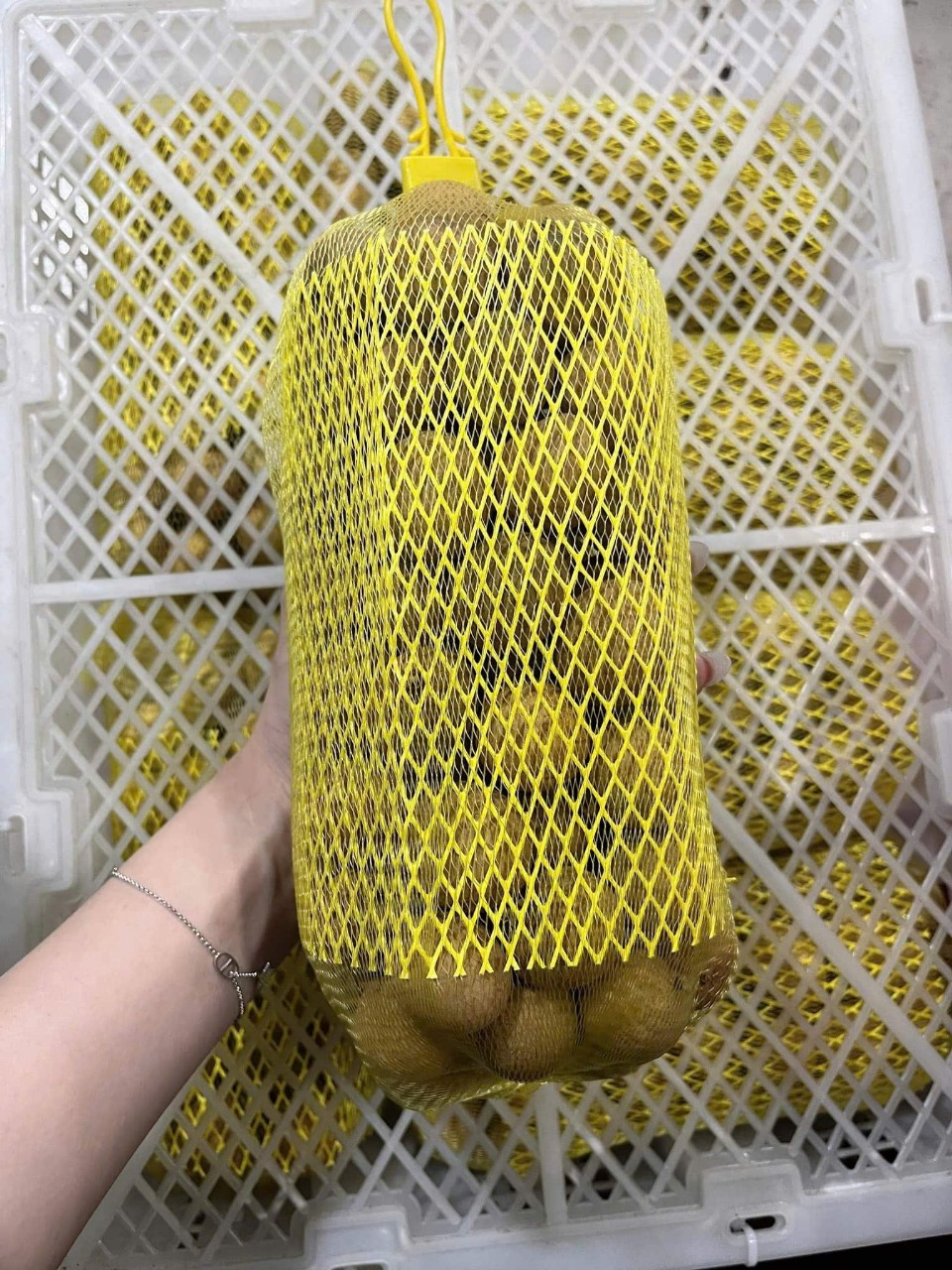 LONGAN