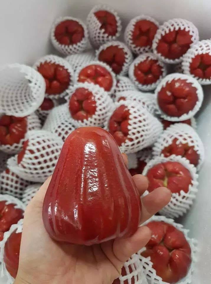 ROSE APPLE
