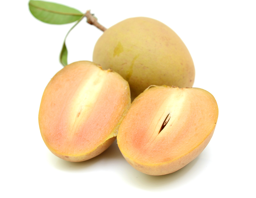 SAPODILLA