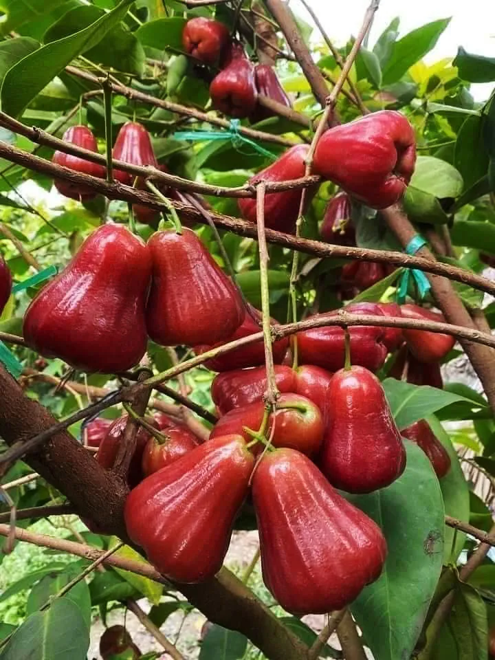 ROSE APPLE