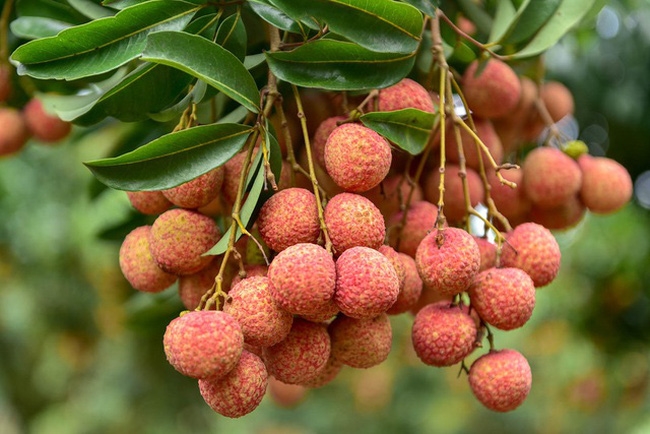 LYCHEE