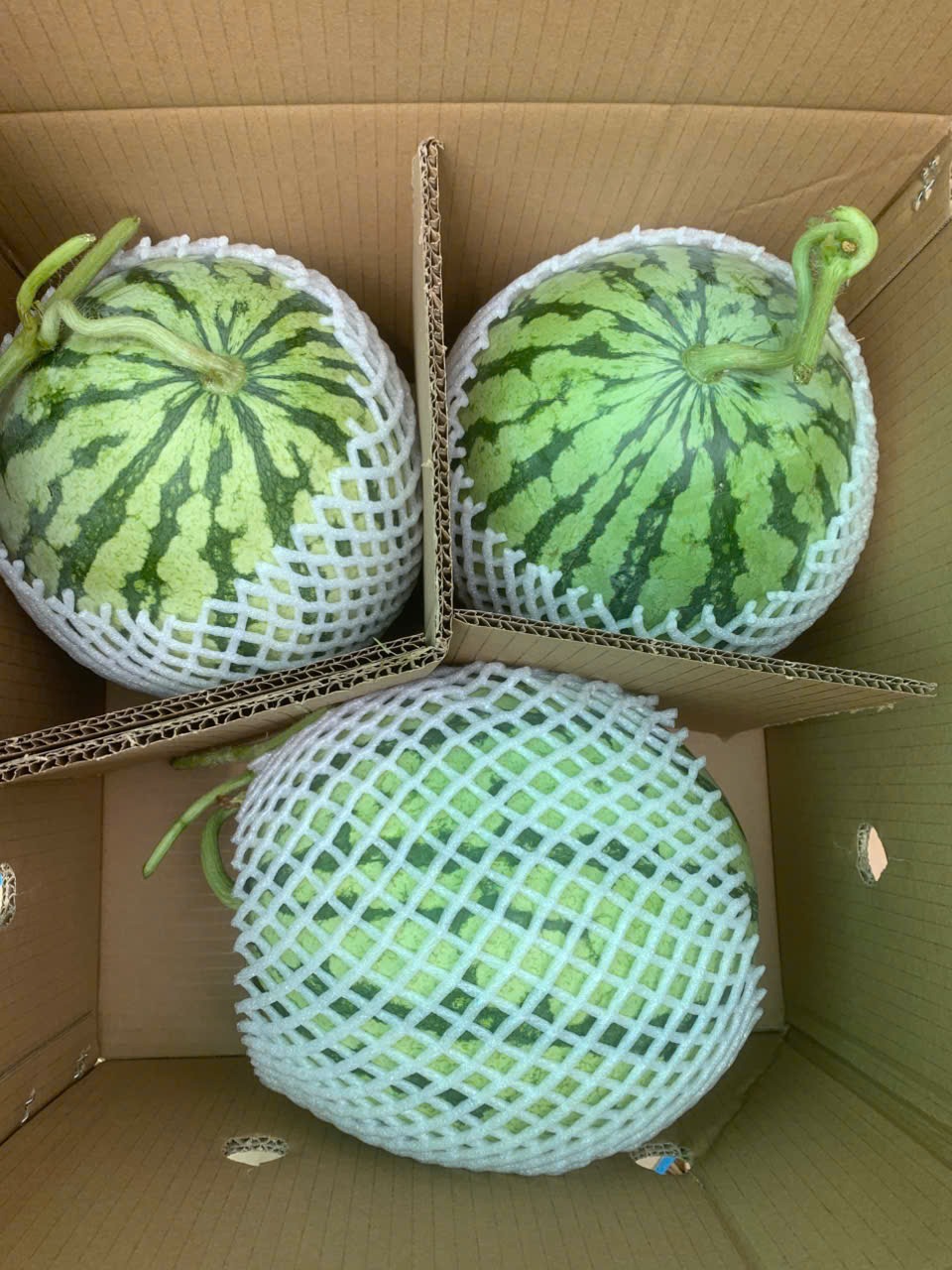WATERMELON