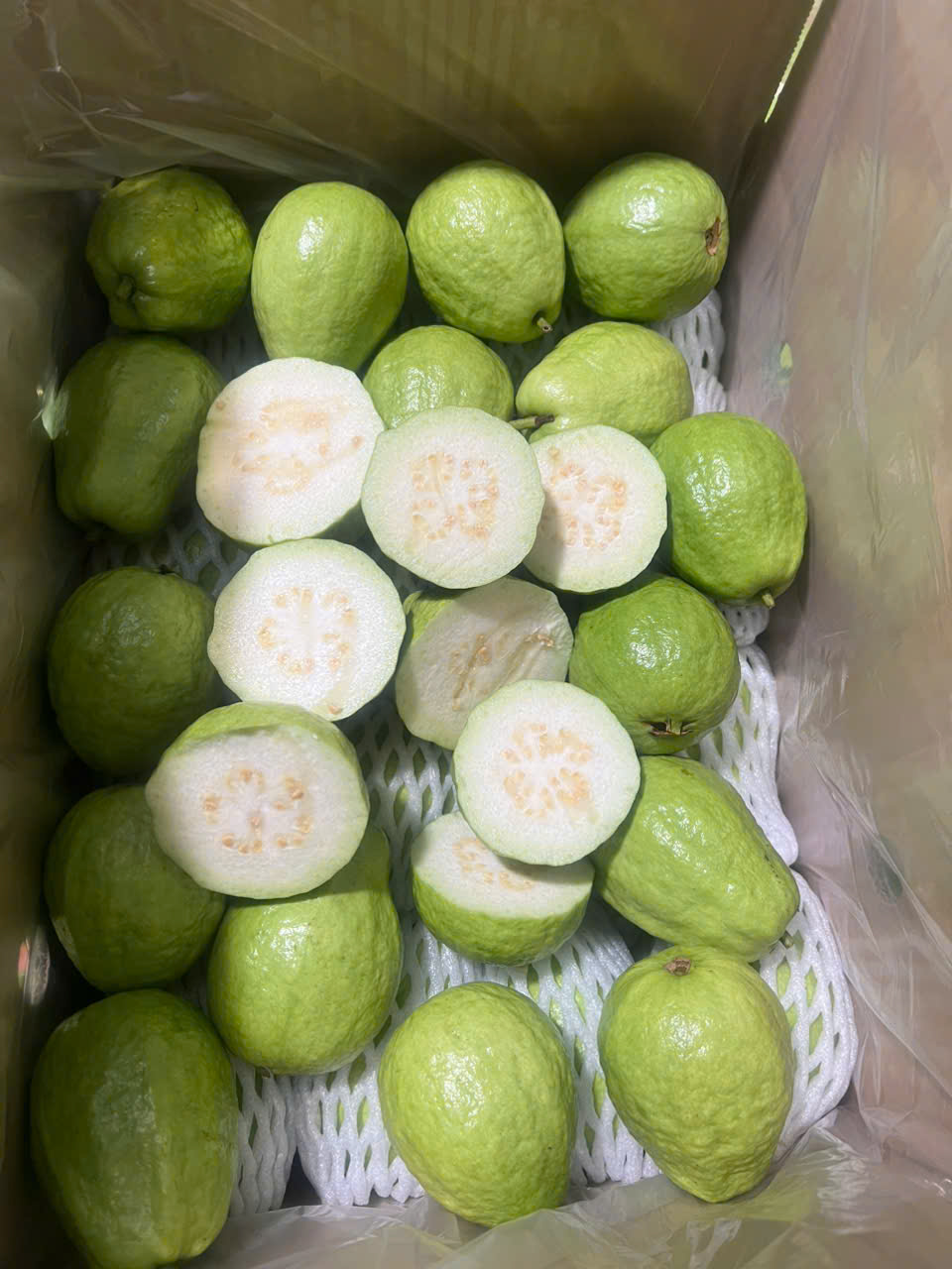 GUAVA