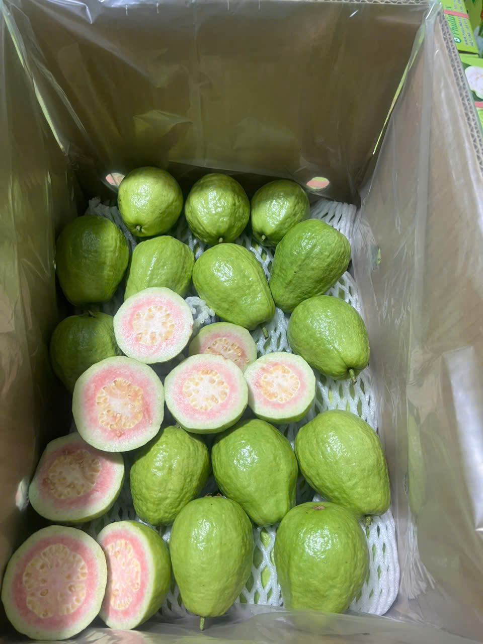 GUAVA