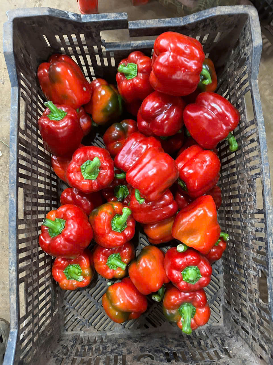 CAPSICUM