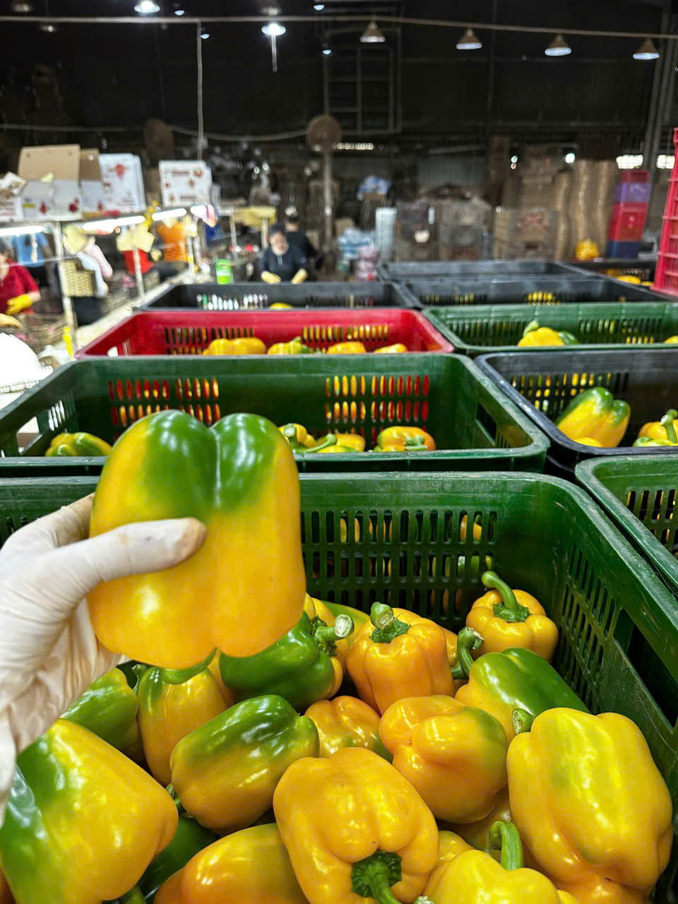 CAPSICUM