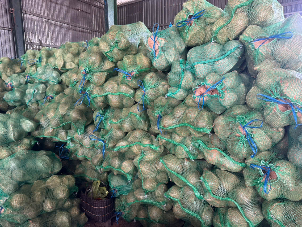 SEMI HUSKED COCONUT