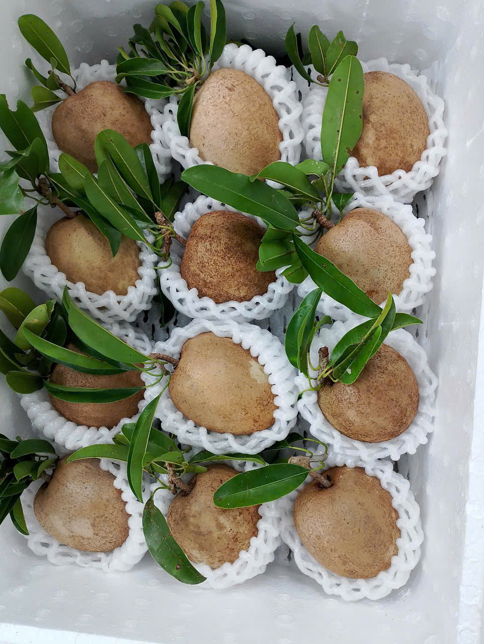 SAPODILLA