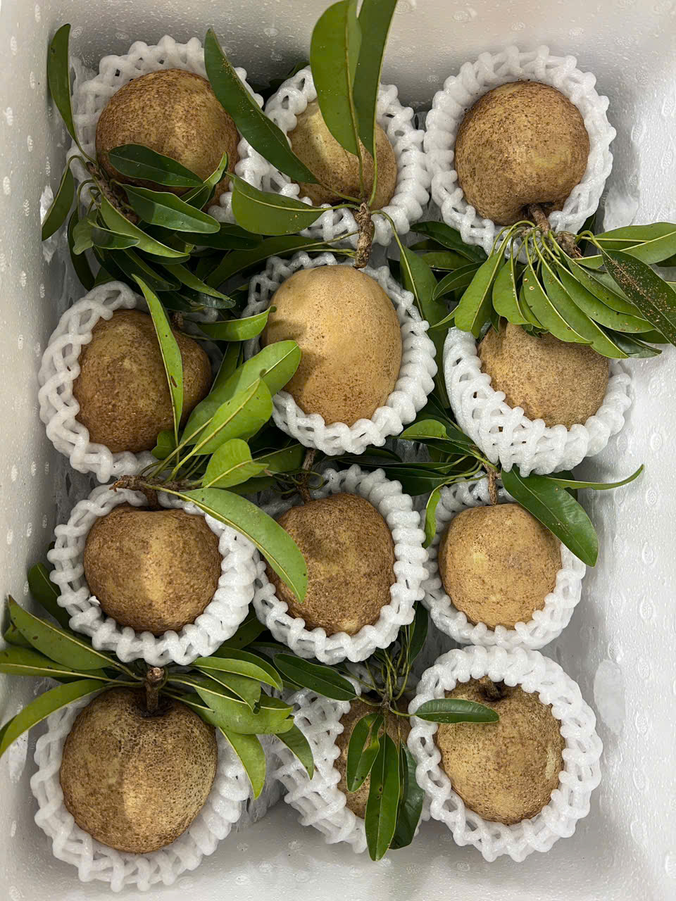 SAPODILLA