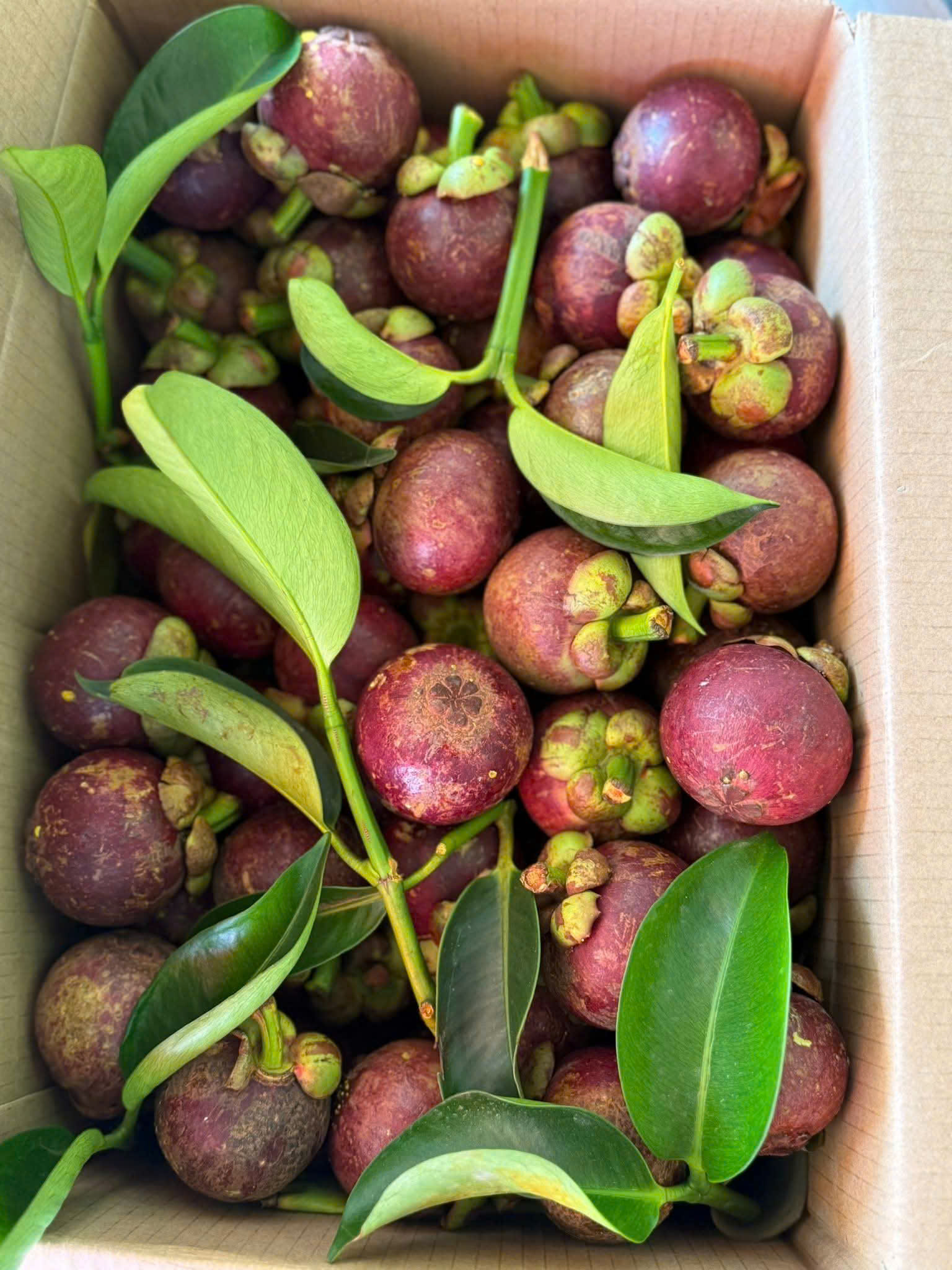 MANGOSTEEN