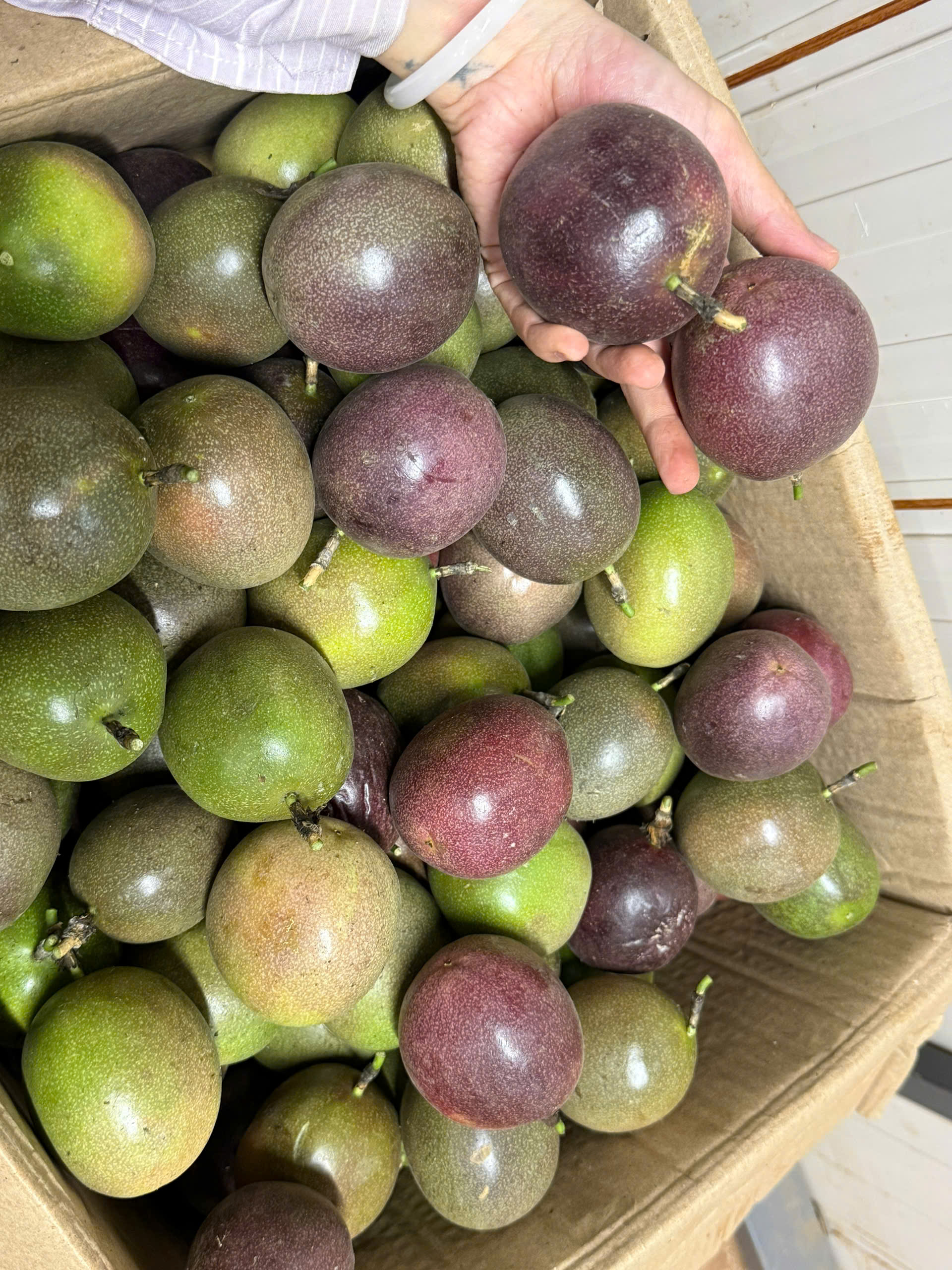 PASSION FRUIT