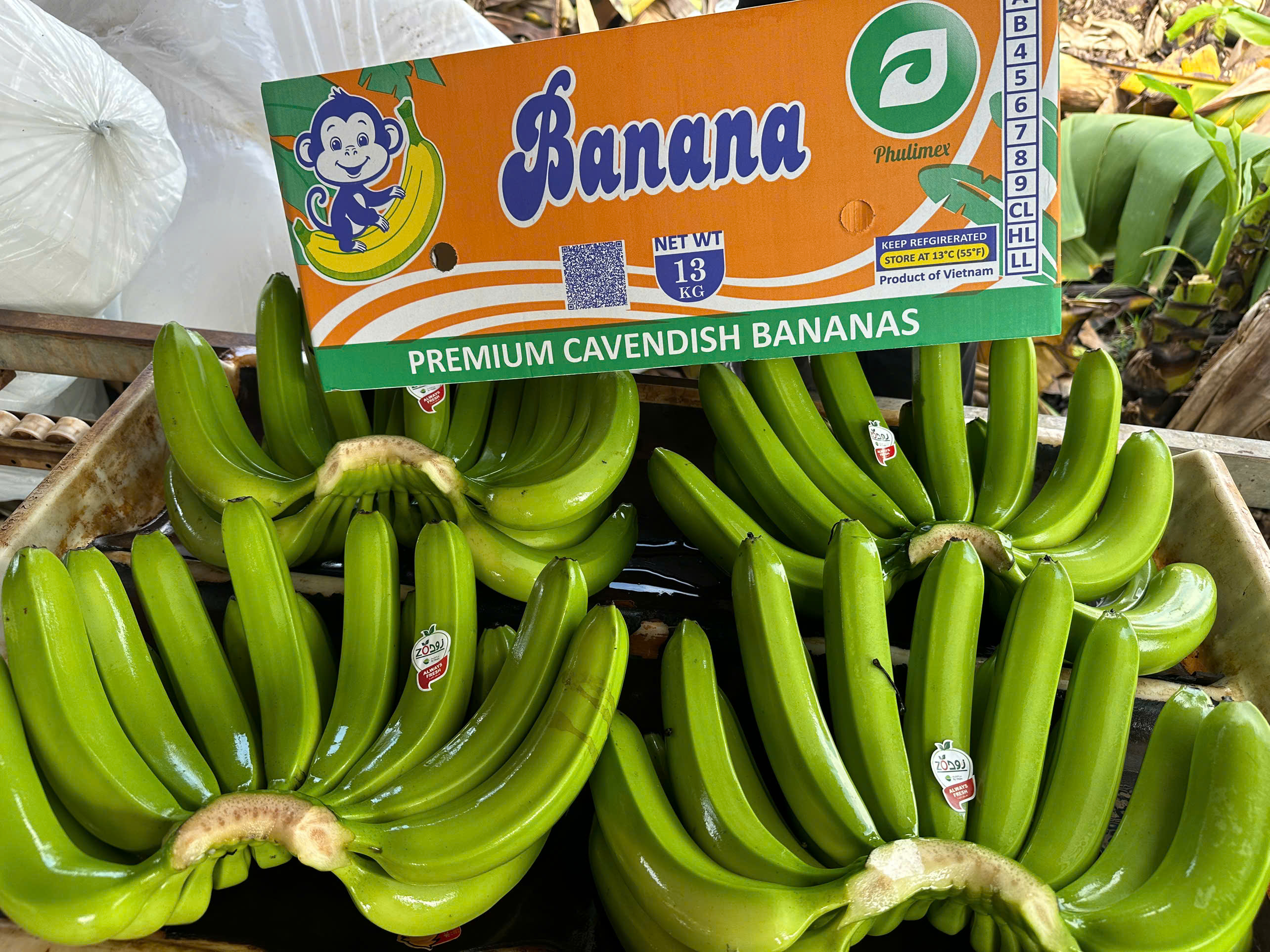 CAVENDISH BANANA