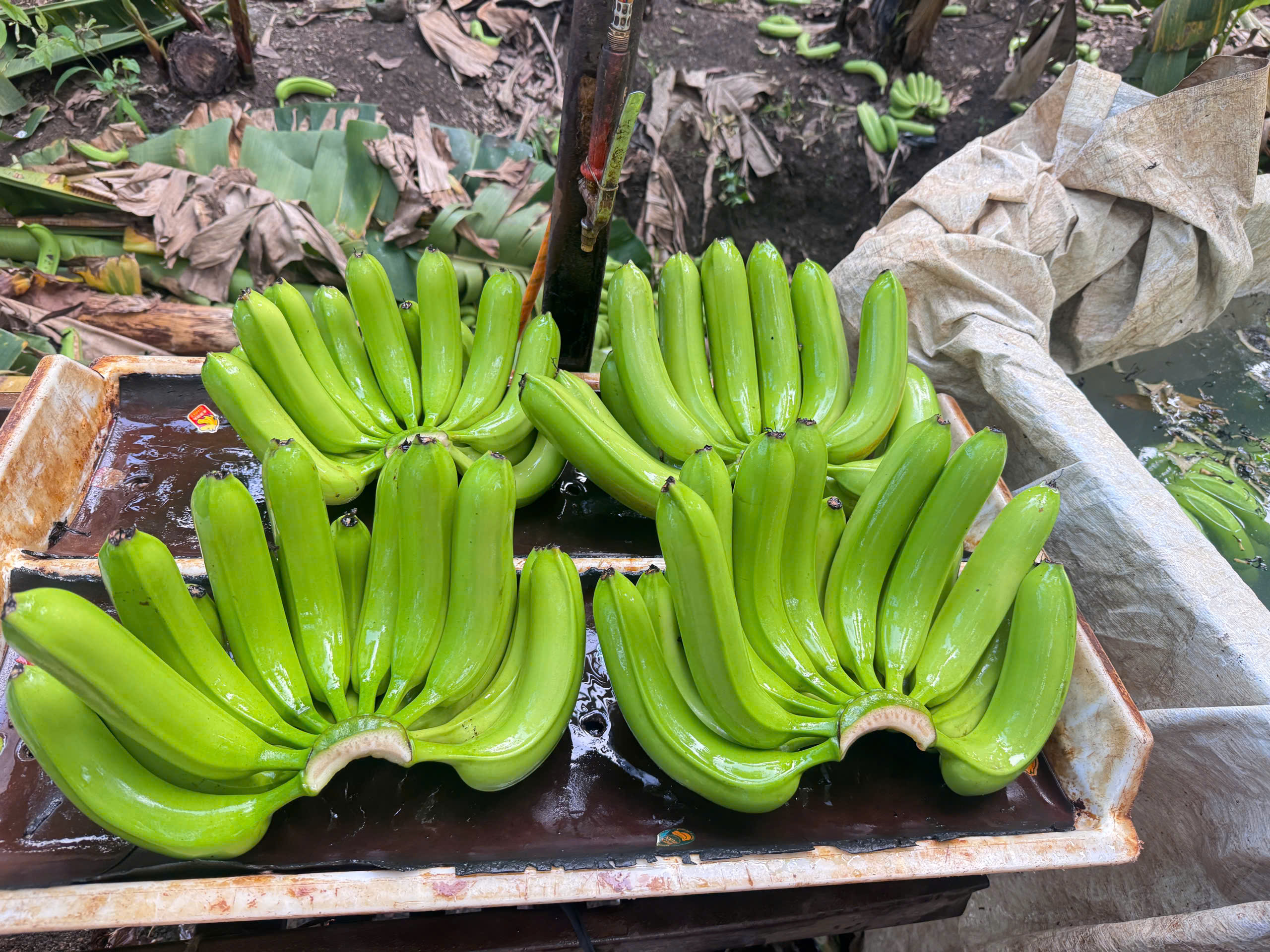 CAVENDISH BANANA
